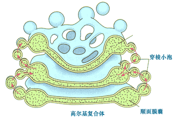 高尔基体存在于植物或动物细胞中？