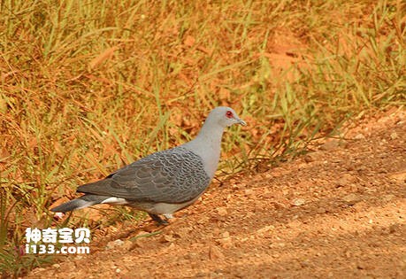 鳞斑灰鸽