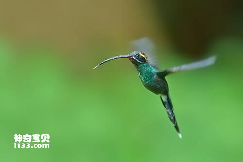 鳞喉隐蜂鸟