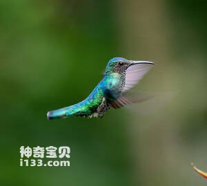 鳞胸刀翅蜂鸟