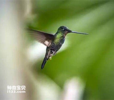 黑胸毛腿蜂鸟