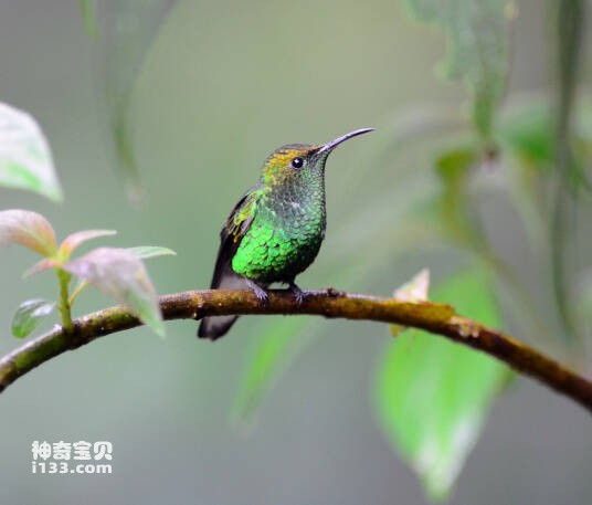 铜腹毛腿蜂鸟