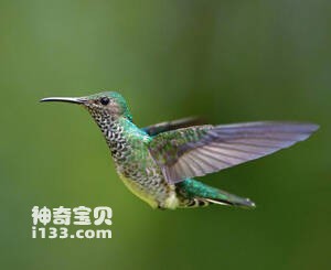 点斑蜂鸟