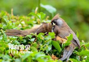 白背鼠鸟