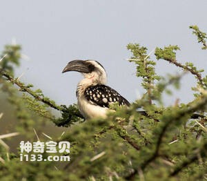 杰克逊弯嘴犀鸟