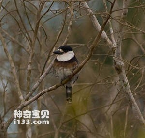 褐斑蓬头䴕