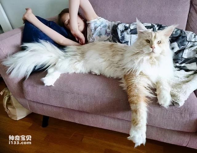 体型最大的猫是什么猫