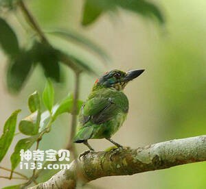 山拟啄木鸟