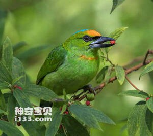 蓝顶拟啄木鸟