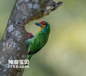 红额拟啄木鸟