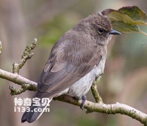 沃氏蜜䴕