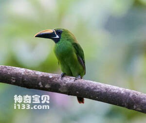 黑喉巨嘴鸟