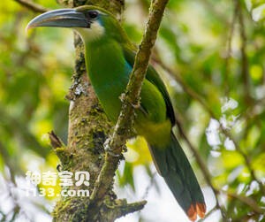 蓝斑巨嘴鸟