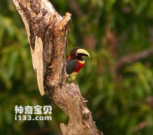 红颈簇舌巨嘴鸟