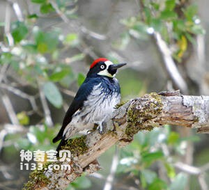 橡树啄木鸟