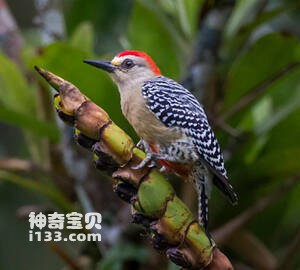 红冠啄木鸟