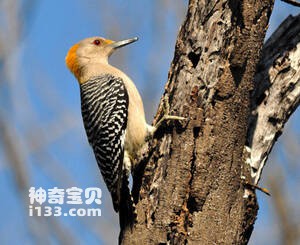 金额啄木鸟