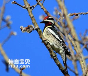 黄腹吸汁啄木鸟