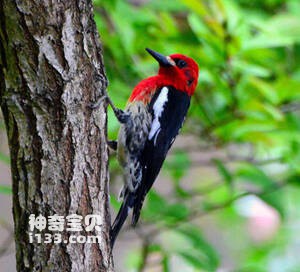 红胸吸汁啄木鸟