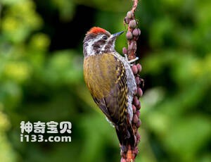 金背啄木鸟