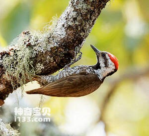 斯氏啄木鸟