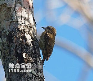 坦氏啄木鸟