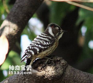 小星头啄木鸟