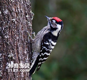 小斑啄木鸟