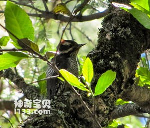 褐斑啄木鸟