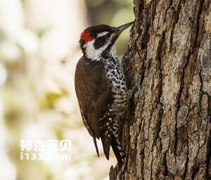 亚利桑那啄木鸟