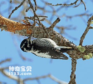 美洲三趾啄木鸟