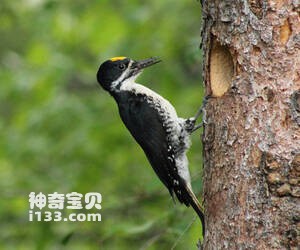 黑背啄木鸟