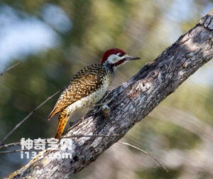 班氏啄木鸟