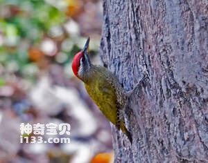 鳞喉绿啄木鸟