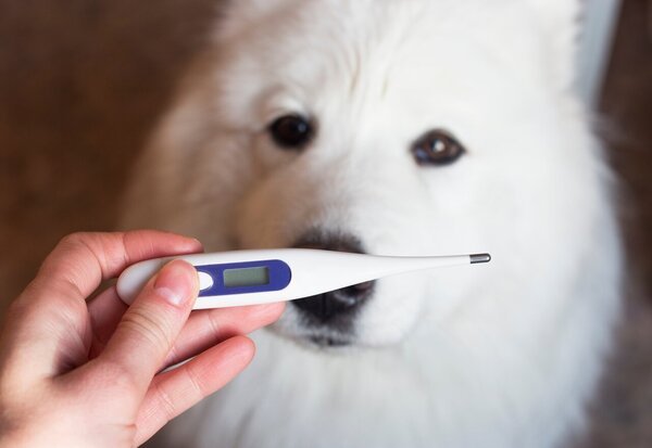 狗体温多少度是正常?