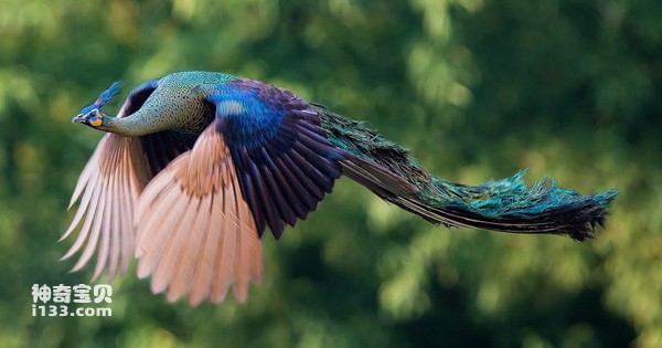 Can-a-peacock-fly.jpg