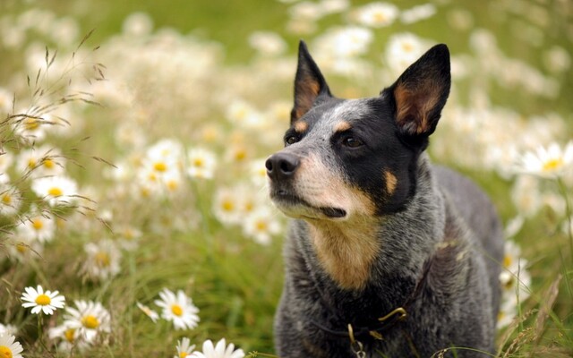 澳洲牧牛犬