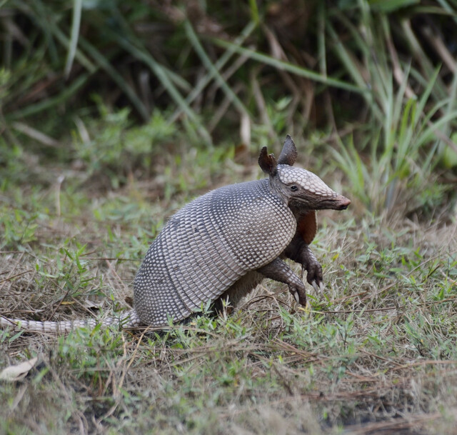 犰狳