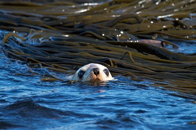 fur-seal-7.jpg