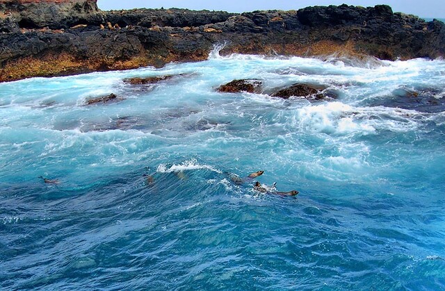 fur-seal-1.jpg