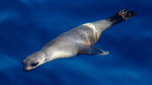 fur-seal-6.jpg