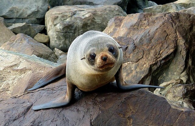 fur-seal-4.jpg