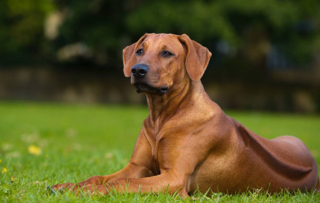 罗得西亚脊背犬