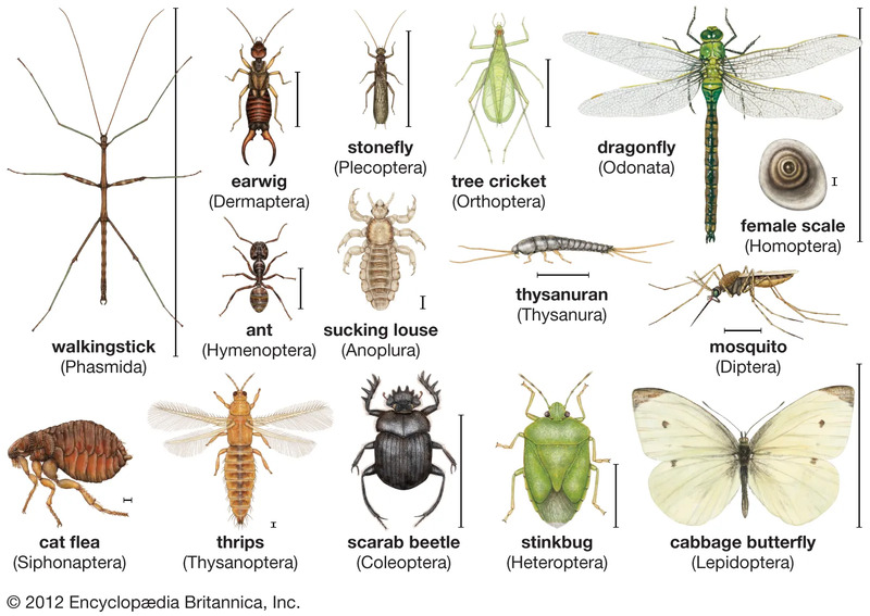 Insect-diversity (1).jpg