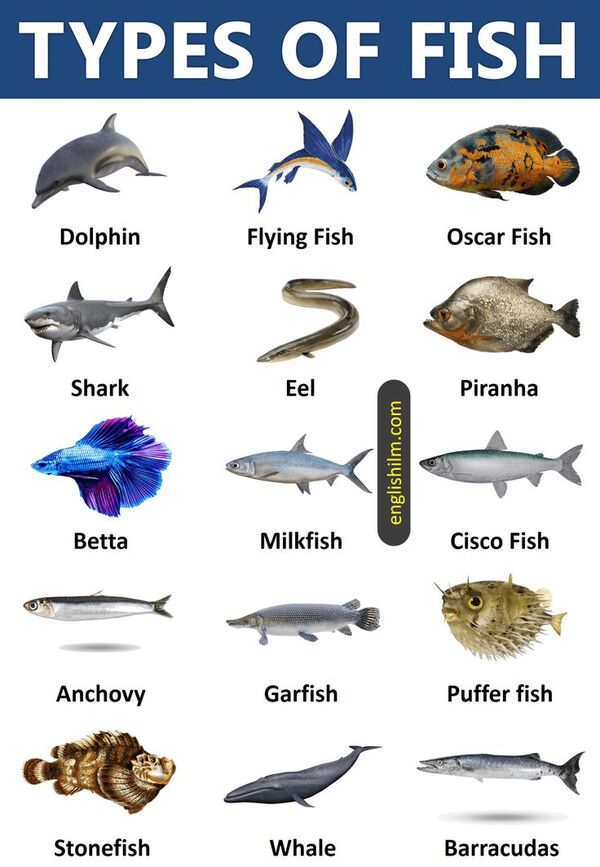 Types of Fish from All Around the World _ 45 Types of Fish (1).jpeg