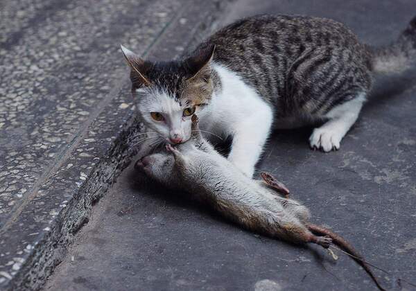 猫咪为何会给你带来死动物？了解猫咪的狩猎本能