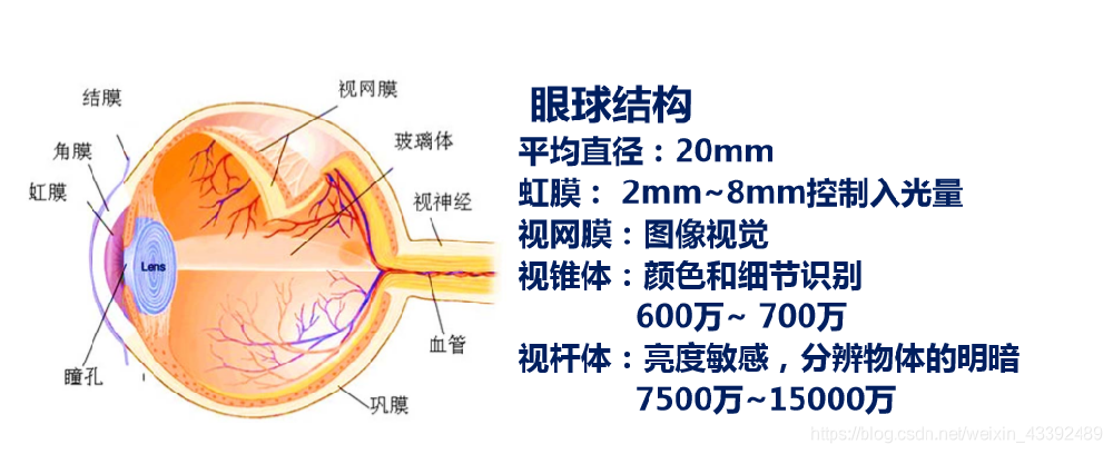 色盲动物有哪些？揭秘它们的视觉特性和生存技能