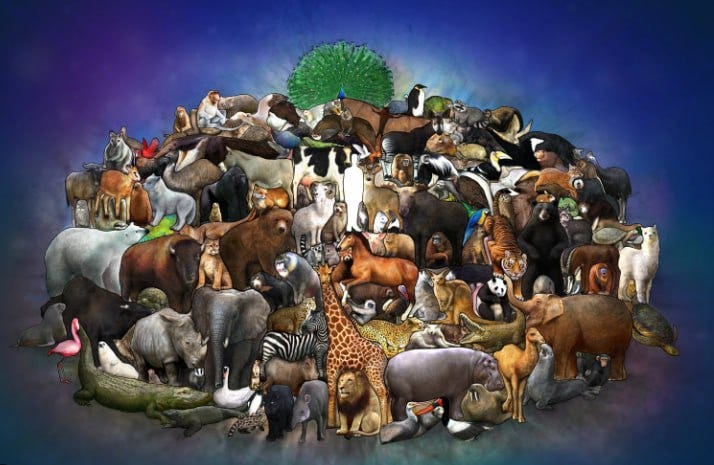 how-many-animals-are-in-the-world.jpg