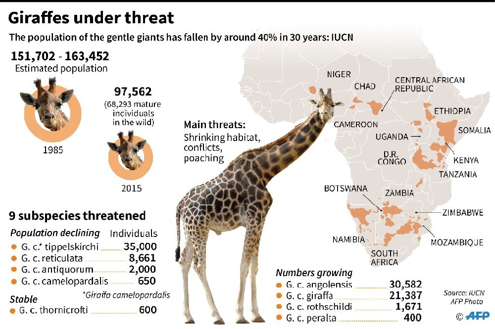 is-a-giraffe-an-endangered-animal.jpg