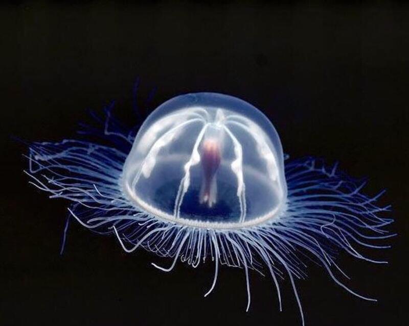 Jellyfish.jpeg